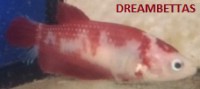 Betta Koi Hembra        